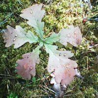 Profile picture for user linasvilpiene