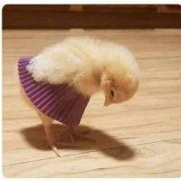 Salima Meziani Meziani