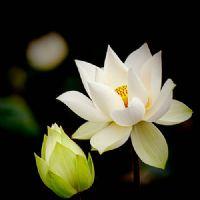 Profile picture for user ThuHaNgoQuyen