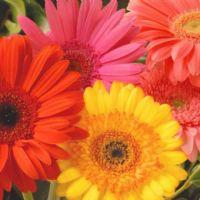 Profile picture for user MissRocio_92