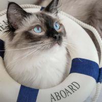 Profile picture for user chengmin