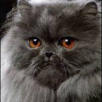 Profile picture for user ceniza