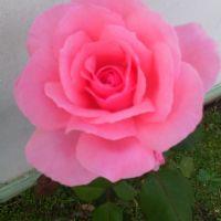 Profile picture for user Ms_Grace_P