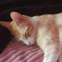 ROSA ARJONA MASLLORENS