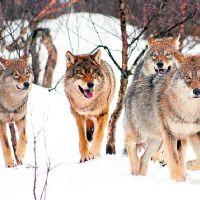 Profile picture for user javief