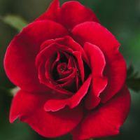 Profile picture for user Cherrymay