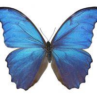 Profile picture for user LAURABIOGEO