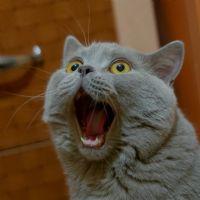 Profile picture for user avuvocab