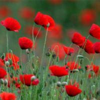 Profile picture for user EvaVergara