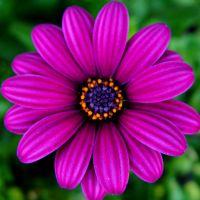 Profile picture for user ruwani98