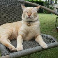 พรรณิภา วงษ์ประภารัตน์