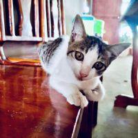 Profile picture for user SSsarinya