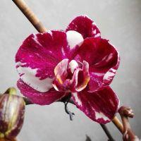 Profile picture for user BegoJmn