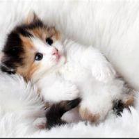 Profile picture for user thuhalmvy