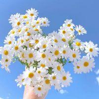 Profile picture for user Thanh_Nghia_88