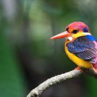 Profile picture for user inthira