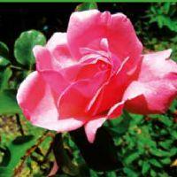 NAHIM ARIANNA BACA QUISPE 