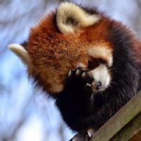 Profile picture for user Shamasha