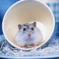 Profile picture for user luunga