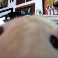 Profile picture for user BluCat