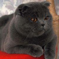 Profile picture for user AnzhelaDavydenko