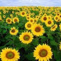 Profile picture for user vannguyen09