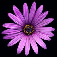 Profile picture for user Ms_QuachMai