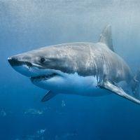 Profile picture for user busegocmen