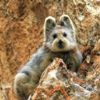 SURIANI BT MOHD IDRIS