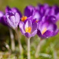 Profile picture for user Tanjatanja