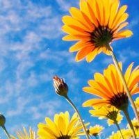 Profile picture for user SaraBaez_vitoria