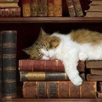 Profile picture for user NadiyaChe