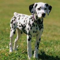 Profile picture for user Martinacandelosete2010