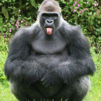 Inoue Z. Rivas Morales