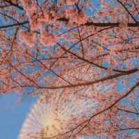 Carolina Romero Cortes 