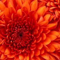 Profile picture for user ADP