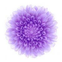 Profile picture for user Datmden