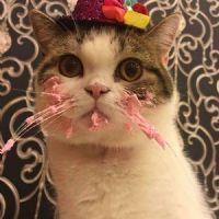 Profile picture for user Maitetxuas