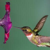 Profile picture for user tecnodidacta