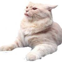 Profile picture for user RHODALIA