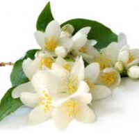 Profile picture for user Jazmin_Jimenez