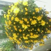 Profile picture for user aniraokaysa