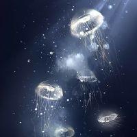 Profile picture for user hirunihiti