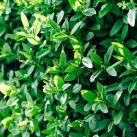 PAOLA NOEMI CORDOVA ELIZALDE