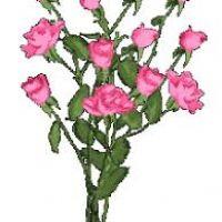 Nurliana Binti Mohd Nadzir