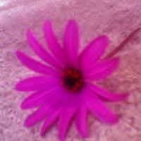 Noemi Margarita Morales Pilatuña