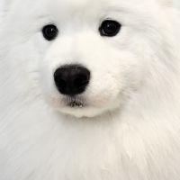 Alifa Astari Hendriana