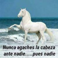 Profile picture for user Parmenio