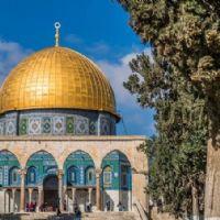 Profile picture for user ameratree0656