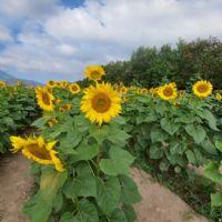 Profile picture for user tanhyaroche